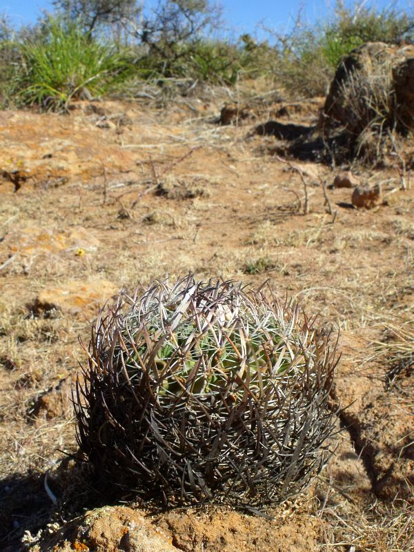 PT 127 Stenocactus sp., mezi Sombrerete a Valparaíso