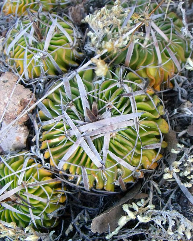 PT 26 Stenocactus phyllacanthus, před La Paz