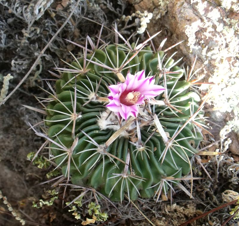 PT 139 Stenocactus ochoterenaus, Sierra El Cubo