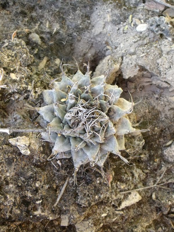 PT 23 Turbinicarpus alonsoi, Xichú (1)