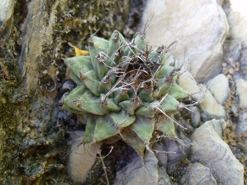 PT 23 Turbinicarpus alonsoi, Xichú (2)