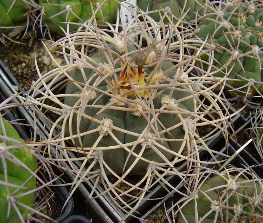 G. cardenasianum (Vala)