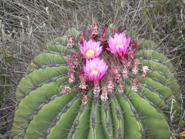 70 F. haematacanthus