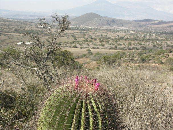 71 F. haematacanthus