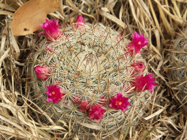 100 Azumbilla, Puebla M. elegans