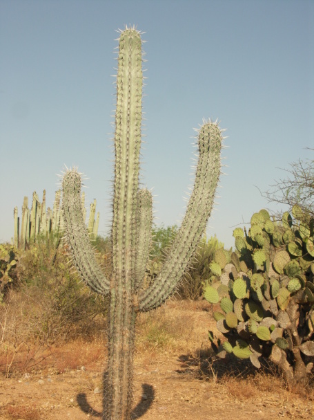 179 cereus