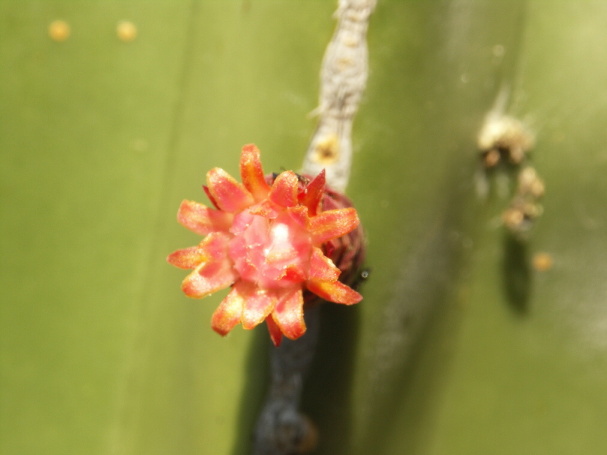 188 Marginatocereus sp.