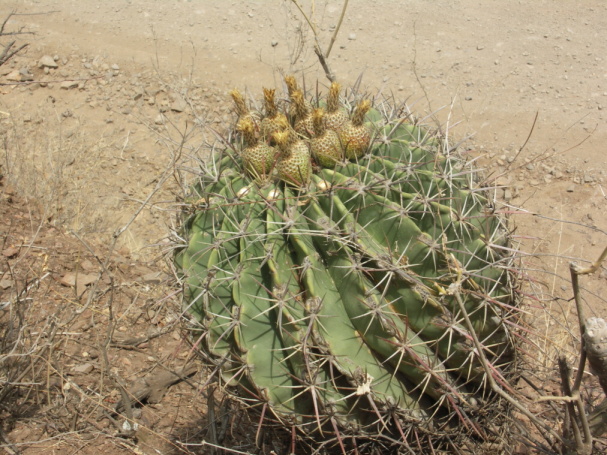 450 Camaron- Lachiguire , F. greenwoodii