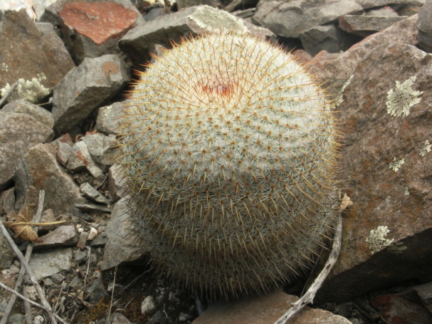 553 M. ochoterenae