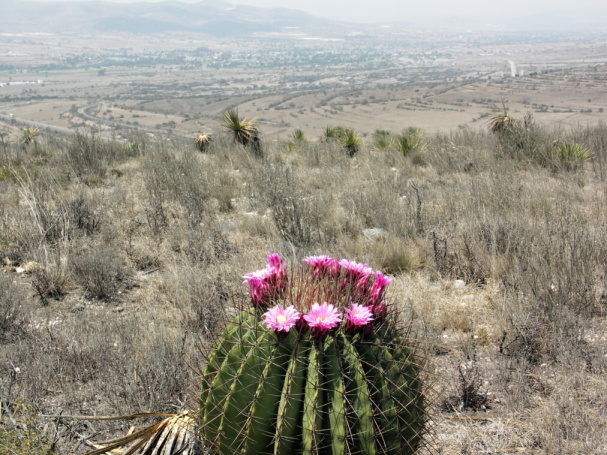 865 C. Morelos, Pue, F. Haematacanthus