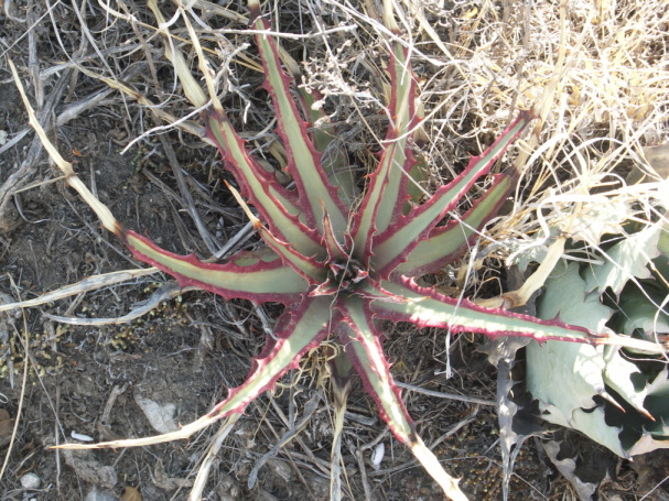 889 Hechtia sp.