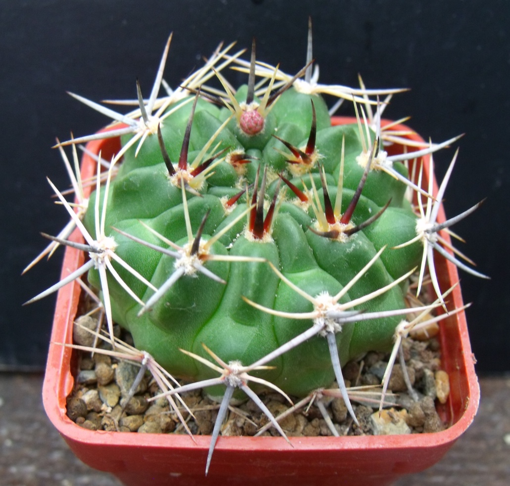 G. bicolor simplex MT 07-221