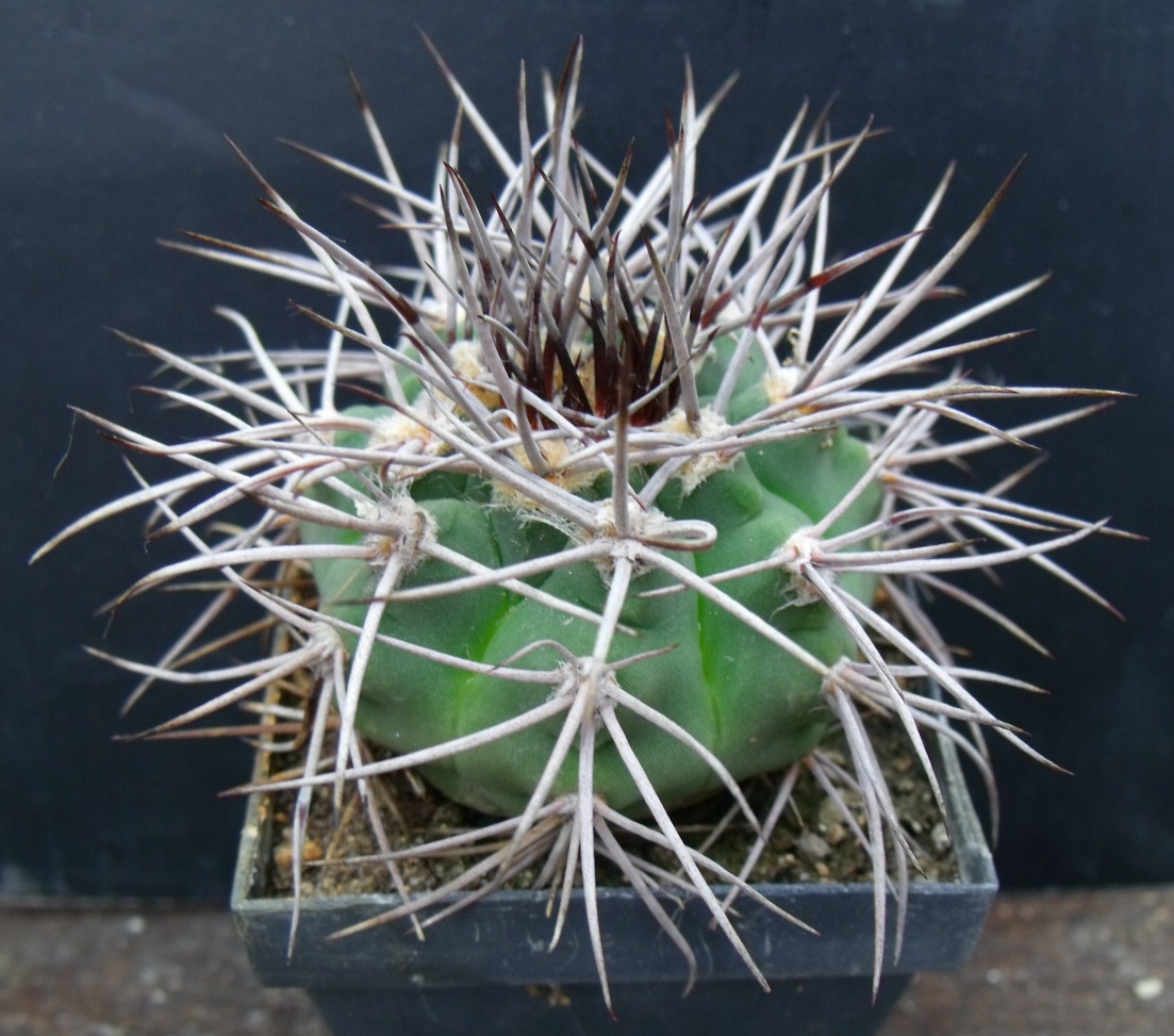 G. castellanosii armilatum P 217