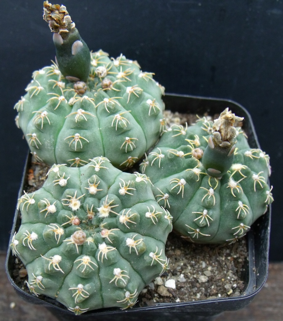 G. stellatum f. costatum STO 416/3