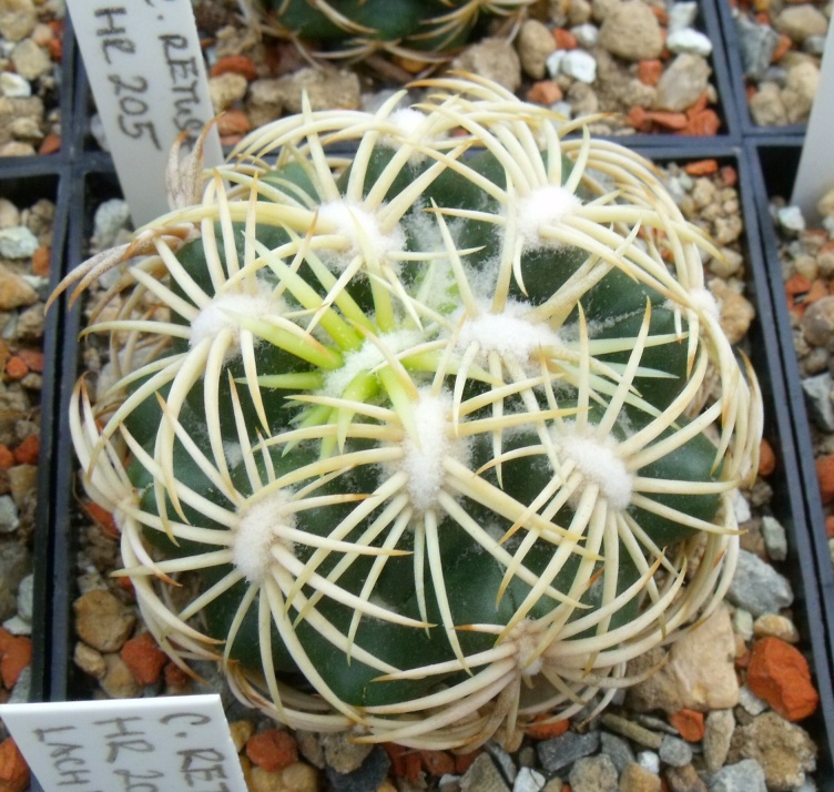 C. retusa HR 205