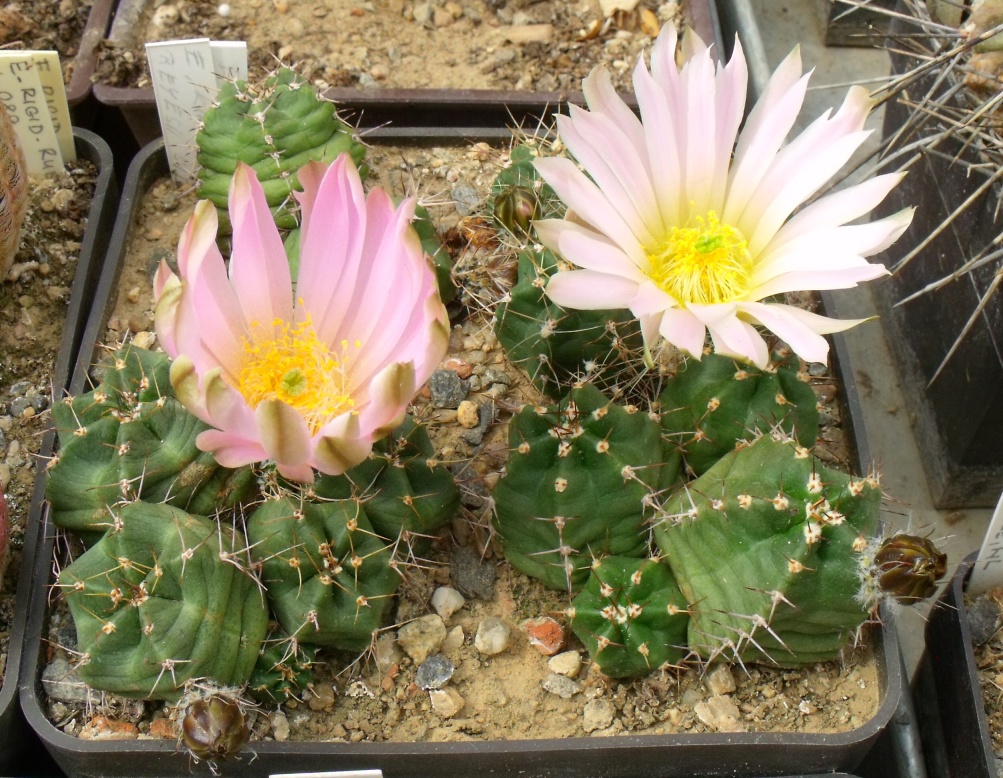 E. pulchellus reyesi