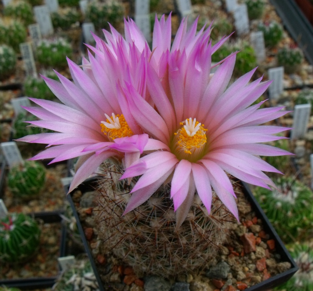 E. vivipara kaibabensis SB 909