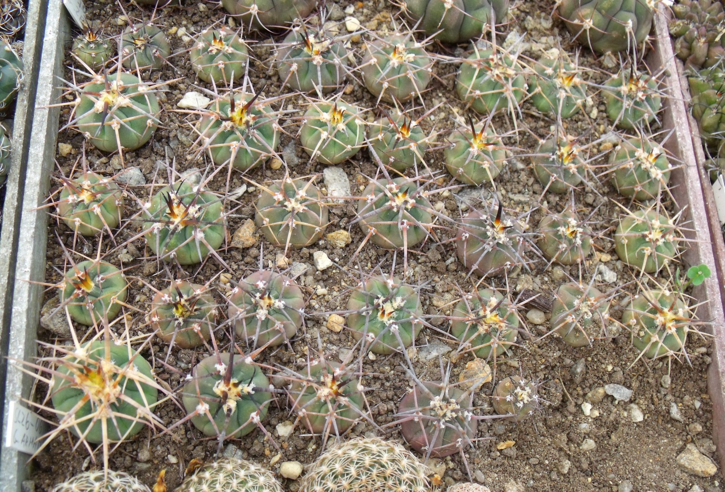 DSCF1423 G. armatum Sl 26-06, Paichu Centro