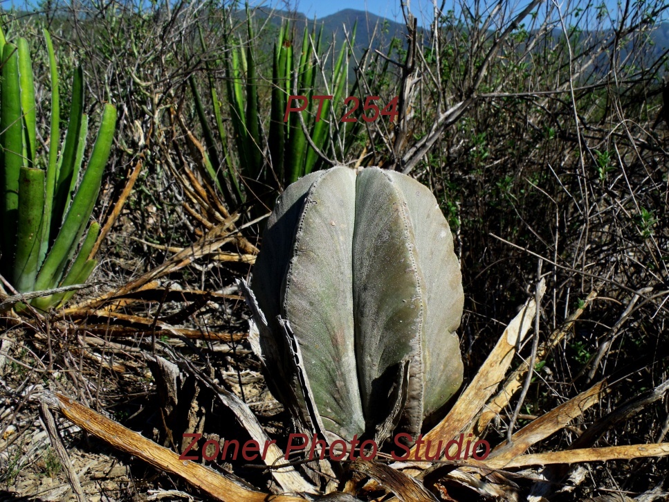 DSCF6767 A. myriostigma jaumavense