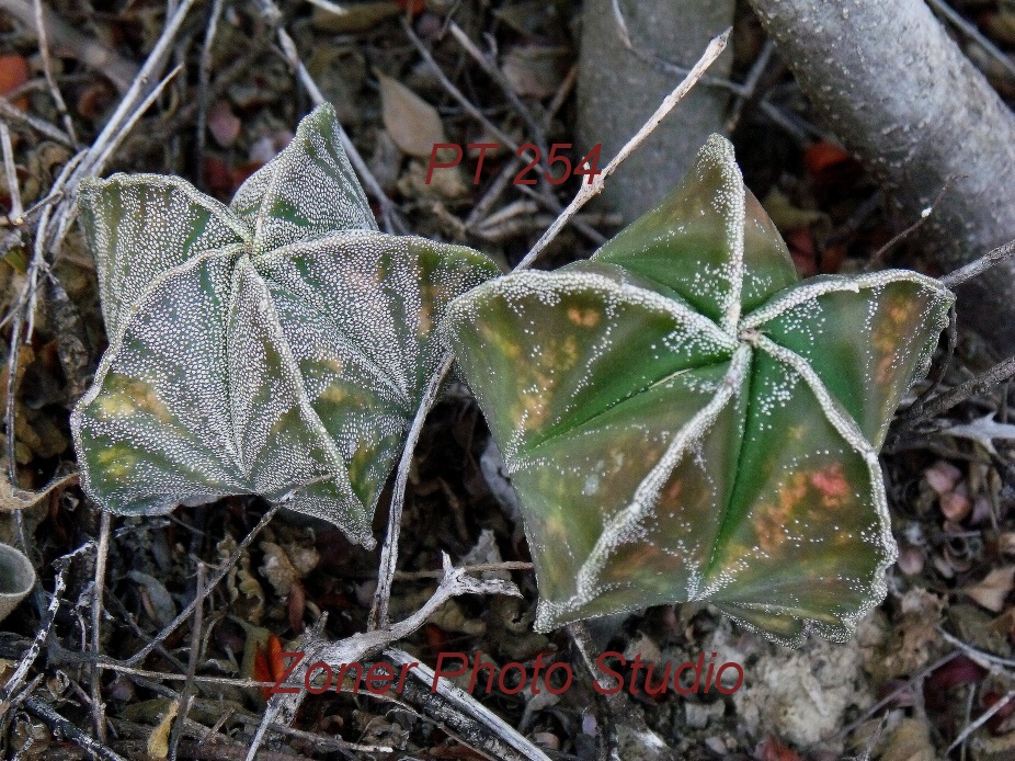 DSCF6777 A. myriostigma jaumavense