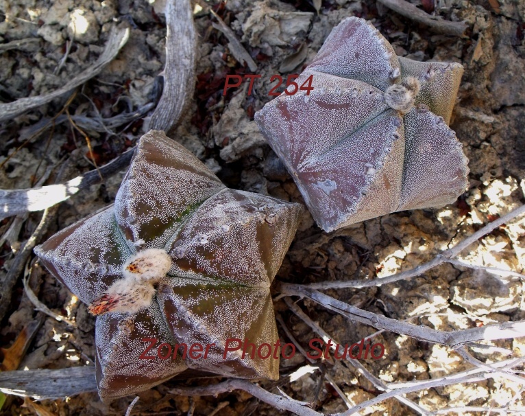 DSCF6778 A. myriostigma jaumavense