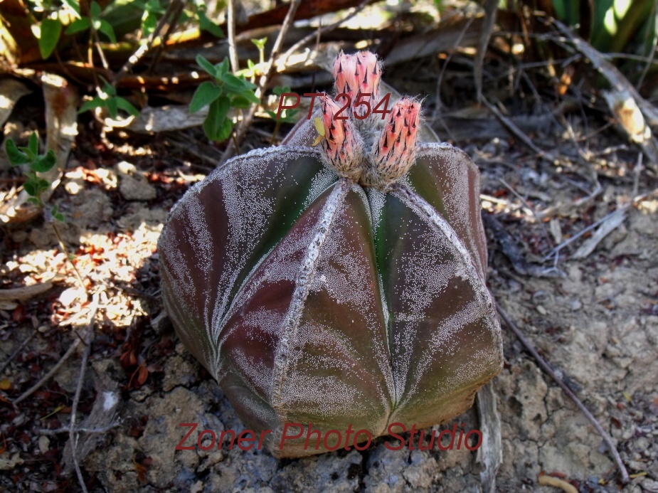 DSCF6786 A. myriostigma jaumavense