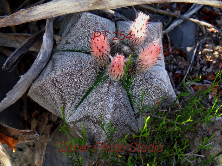 DSCF6793 A. myriostigma jaumavense