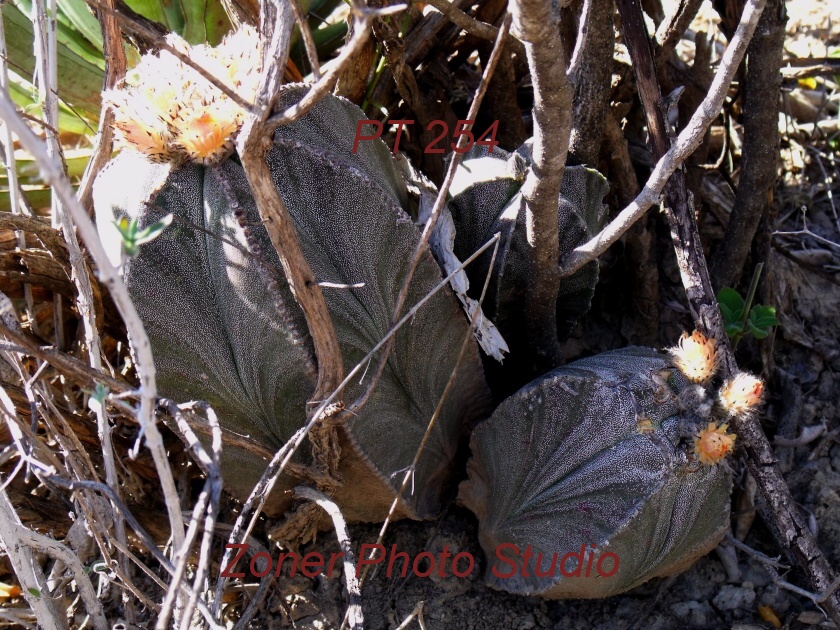 DSCF6797 A. myriostigma jaumavense