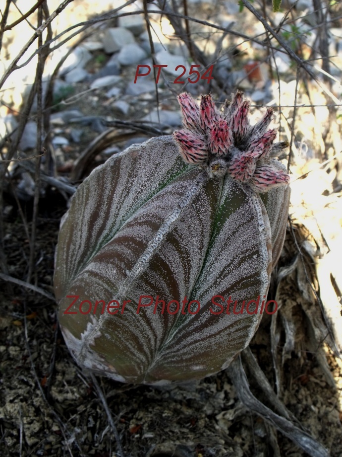 DSCF6799 A. myriostigma jaumavense