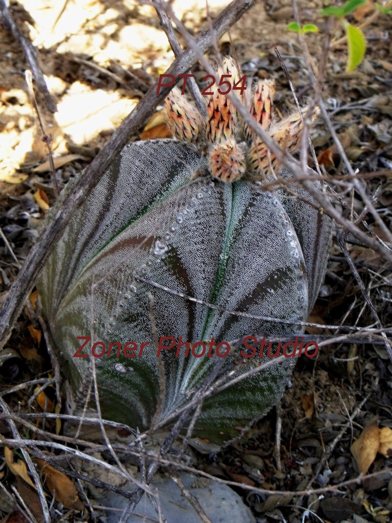 DSCF6828 A. myriostigma jaumavense