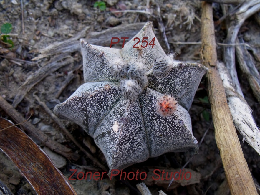 DSCF6834 A. myriostigma jaumavense