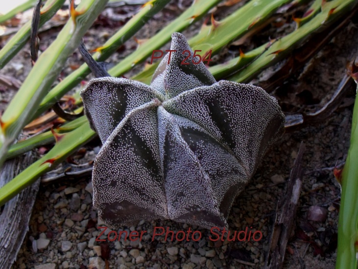 DSCF6846 A. myriostigma jaumavense