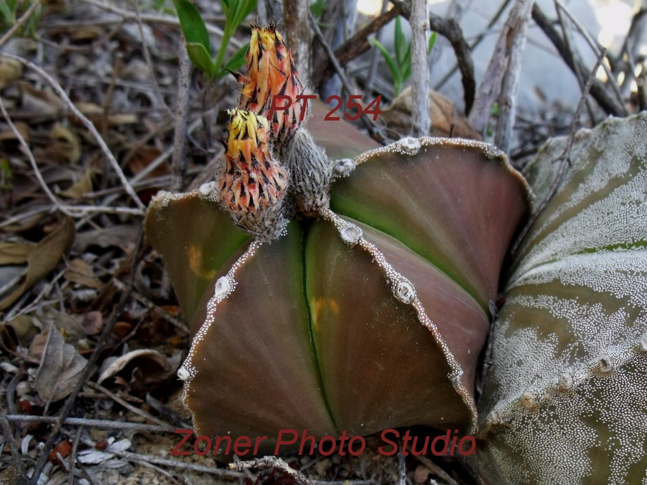 DSCF6852 A. myriostigma jaumavense