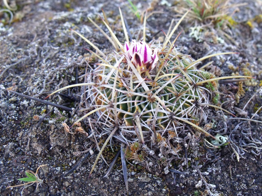 DSCF4493 Stenocactus heteracanthus, Huixmí, HGO, PT 201