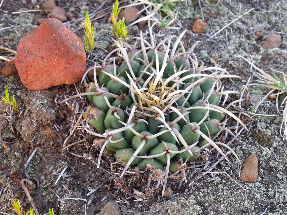 DSCF4512 Mammillaria bicornuta, Huixmí, HGO, PT 5