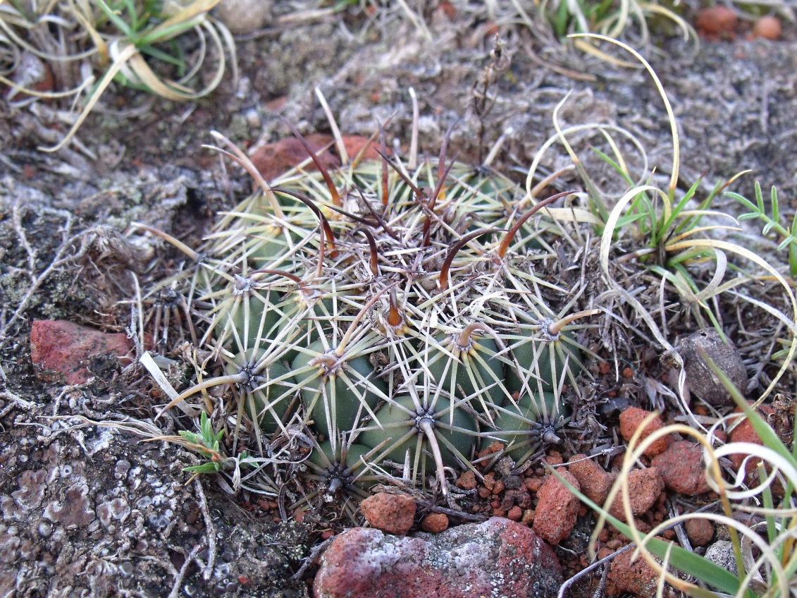 DSCF4517 Coryphantha cornifera, Huixmí, HGO, PT 200 