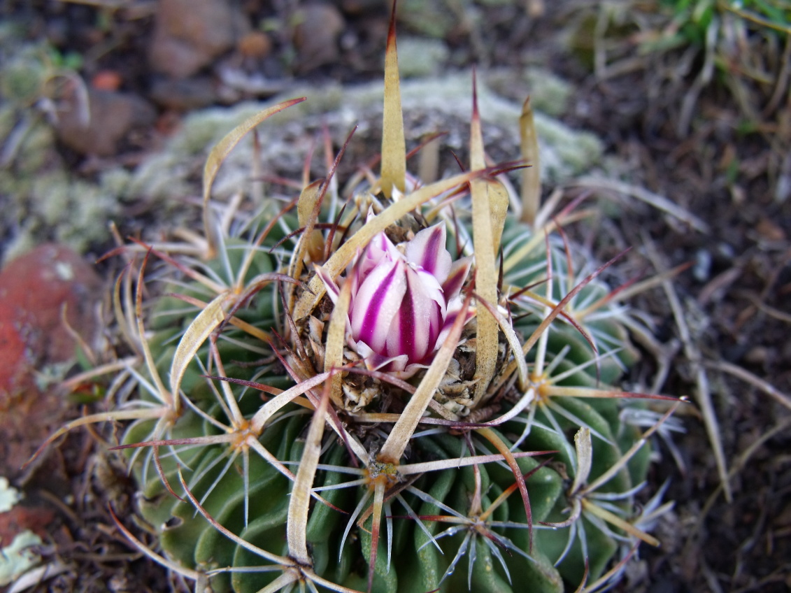 DSCF4494 Stenocactus heteracanthus, Huixmí, HGO, PT 201