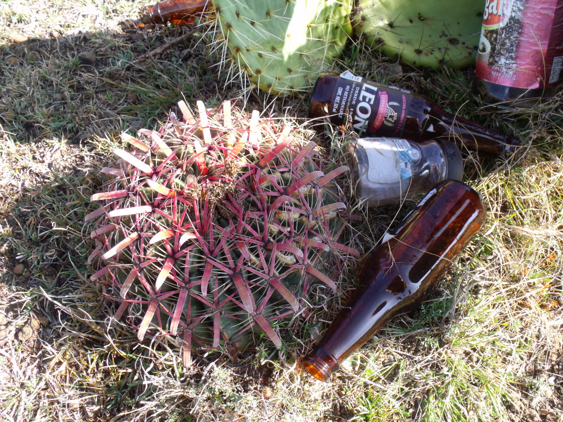 DSCF4547 Ferocactus latispinus, Huixmí, HGO, PT 203