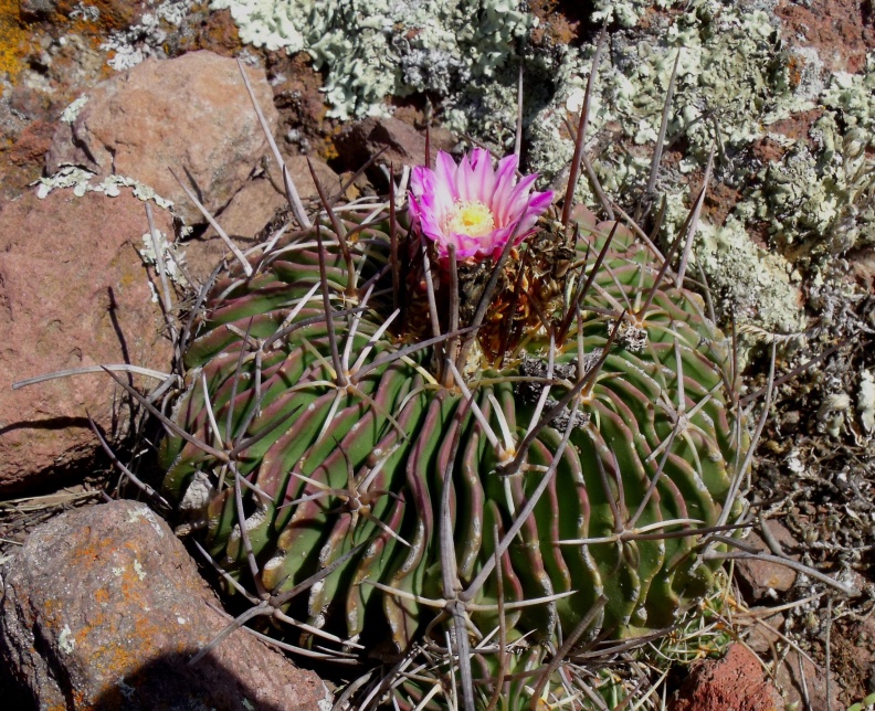 DSCF4630 Stenocactus lamellosus, Santa María, km 126, QRO, PT 206 