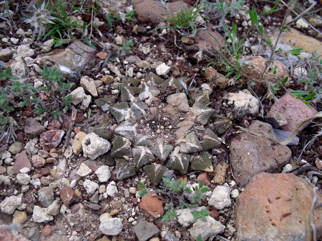 DSCF4693 Ariocarpus kotschoubeyanus elephantidens, Vista Hermosa, QRO, PT 210