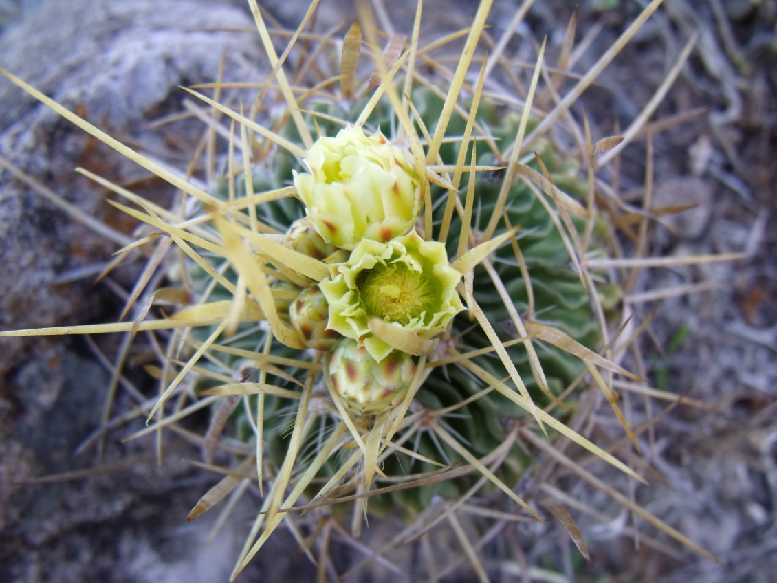 DSCF4821 Stenocactus sulphureus, La Vega, QRO, PT 211 