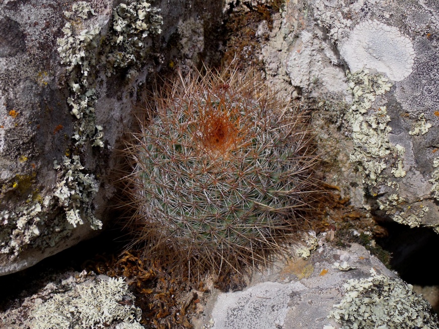 DSCF4954 Mammillaria spec. 2, Sierra Zamorano