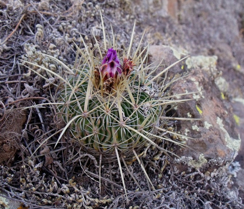 DSCF4974 Stenocactus rosasianus, Los Trigos - Cerro El Zamorano, QRO, PT 214