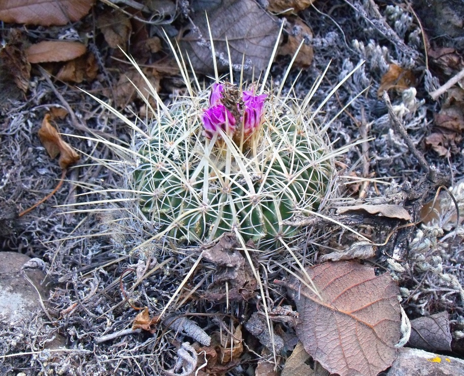 DSCF4975 Stenocactus rosasianus, Los Trigos - Cerro El Zamorano, QRO, PT 214