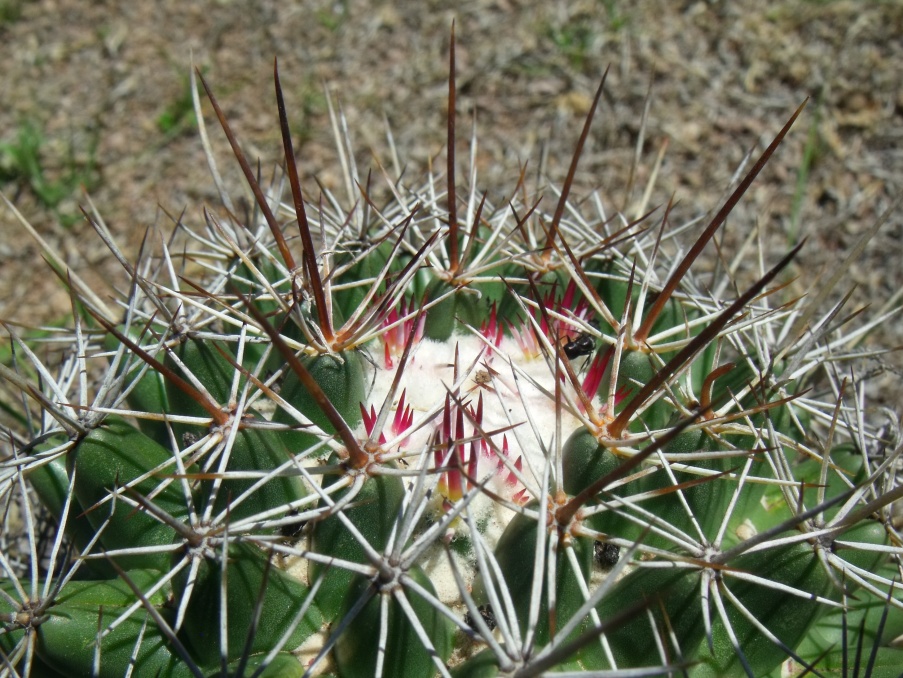 DSCF5065 Coryphantha georgii - clavata, Santa Catarina, GTO, PT 216