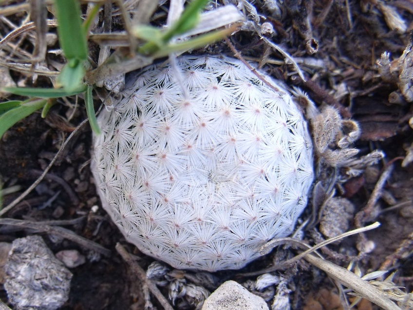 DSCF5120 Mammillaria albiflora, Mineral de Pozos, GTO