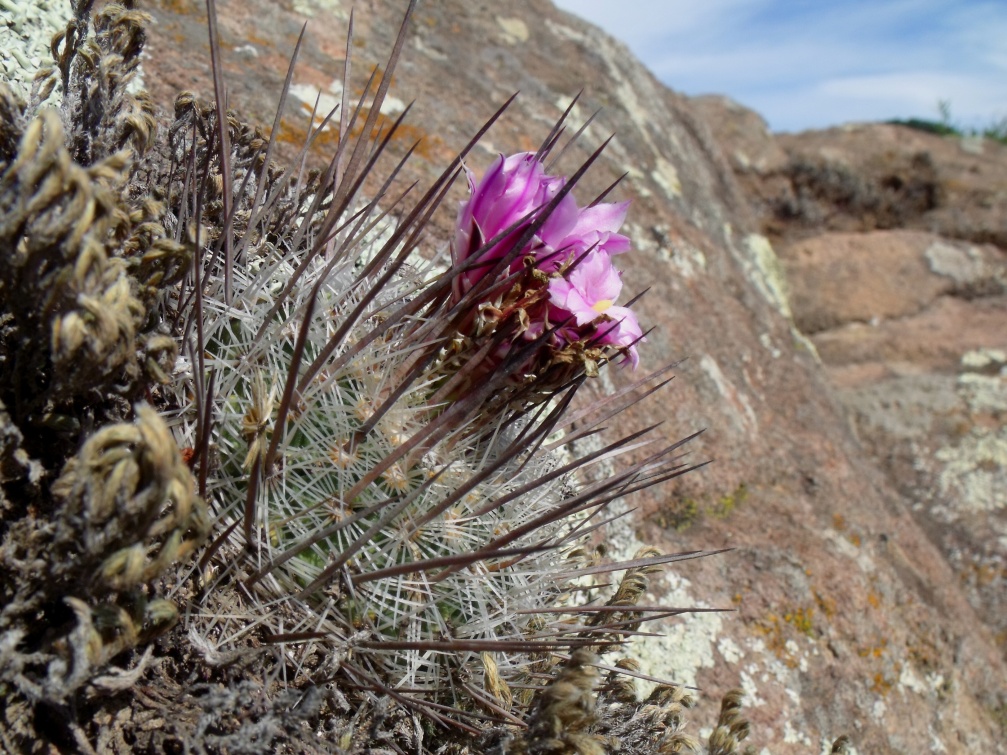 DSCF5247 Stenocactus spec. La Salitrera, SLP, PT 221