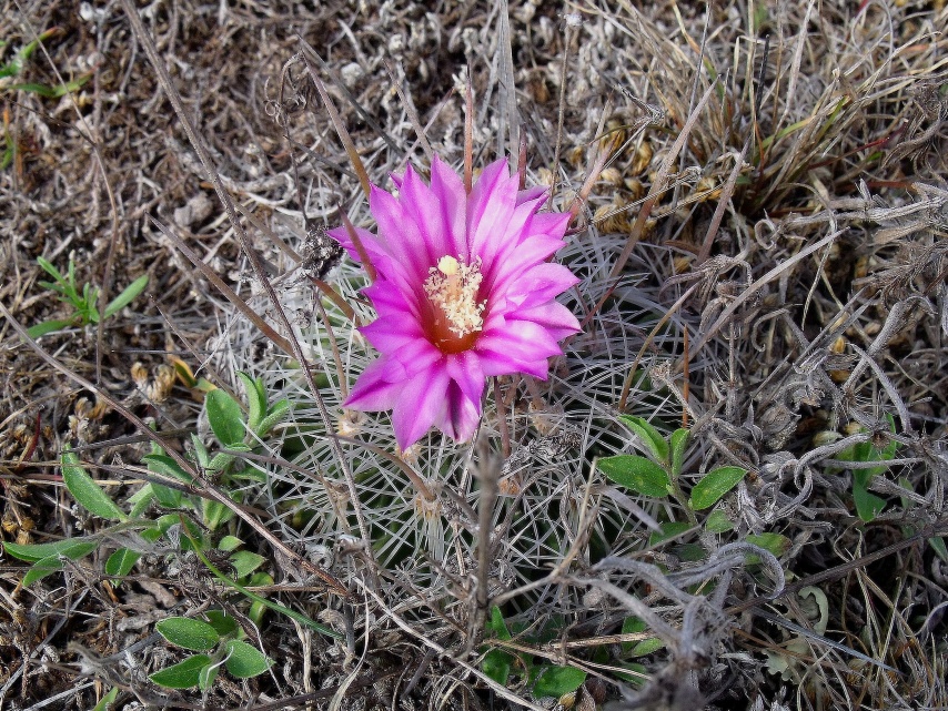 DSCF5266 Stenocactus spec. La Salitrera, SLP, PT 221