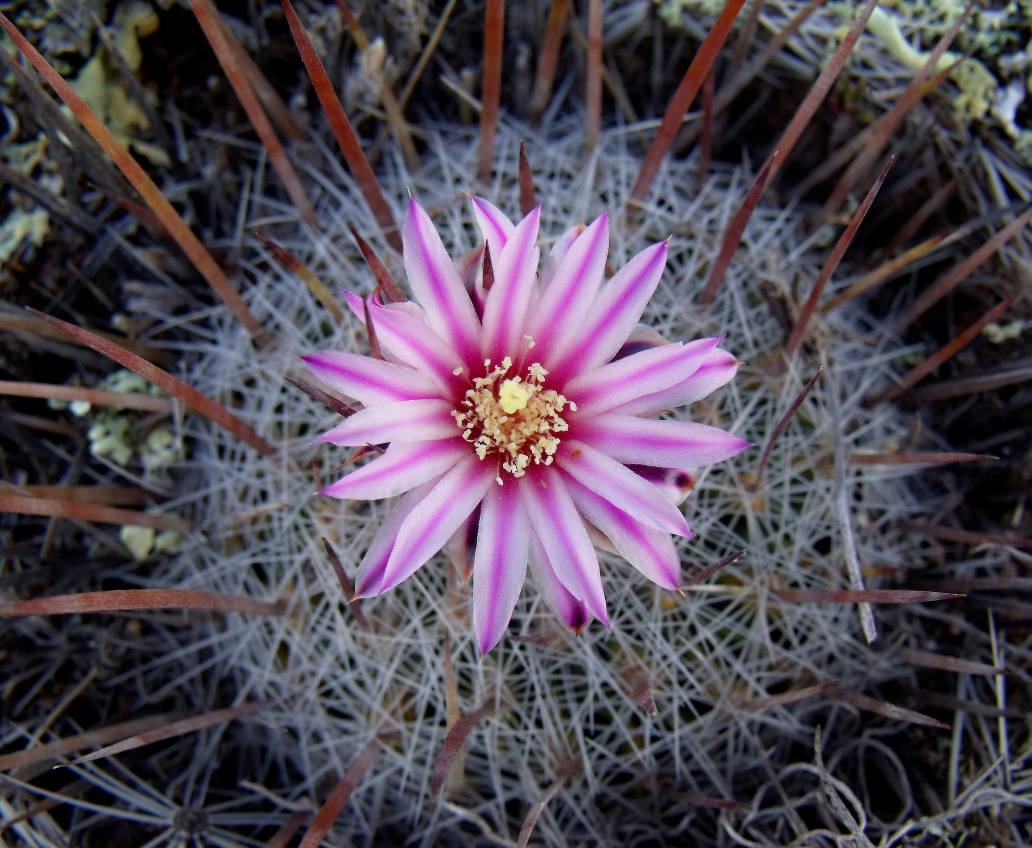 DSCF5286 Stenocactus spec. La Salitrera, SLP, PT 221