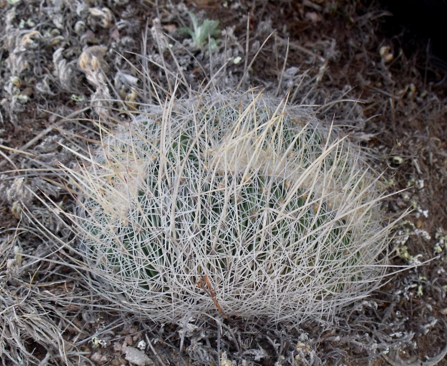 DSCF5293 Stenocactus spec. La Salitrera, SLP, f. cristata, PT 221